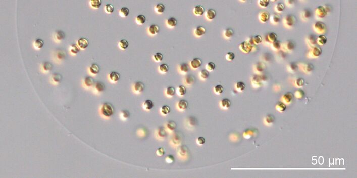 Schaumalge mit Größenscala
