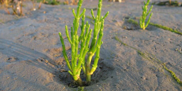 Europäischer Queller