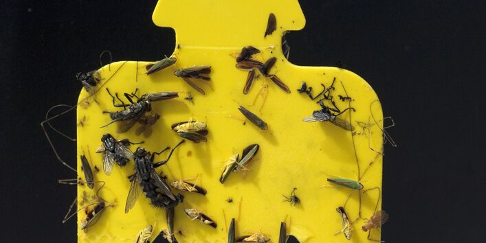 Gelbsticker mit festgeklebten Insekten