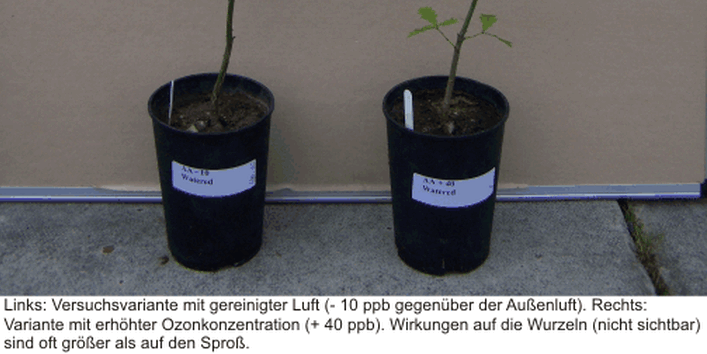 Abbildung zweier Eichen: Links Versuchsvariante mit gereinigter Luft, rechts Variante mit erhöhter Ozonkonzentration. Die rechte Pflanze zeigt einen geringeren Wuchs. Die Wirkungen auf die Wurzeln (nicht sichtbar) sind oft größer als auf den Spross.