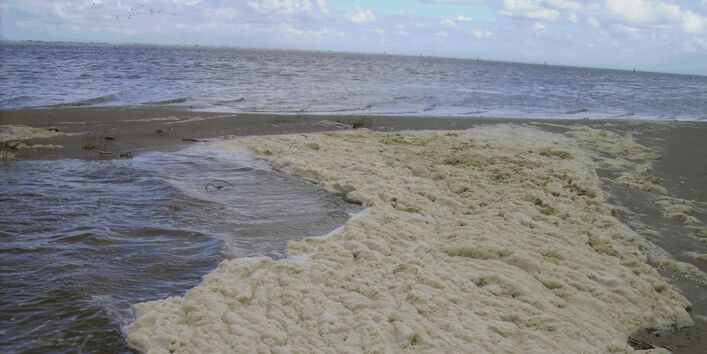 Die Abbildung zeigt den von der Schaumalge Phaeocystis globosa gebildeten Schaum am Strand der Nordseeinsel Spiekeroog.