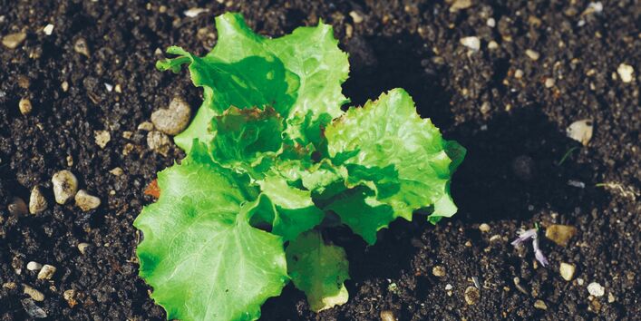 Das Bild zeigt grüne Blätter die aus dem Boden sprießen