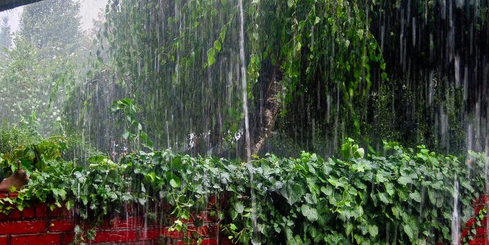 Eine rote imt Efeu bewachsene Backsteinmauer und ein Baum in starkem Regen