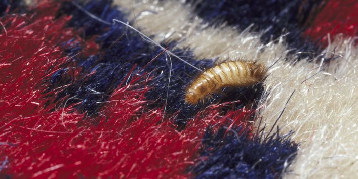 eine braune Larve auf einem bunten Teppich