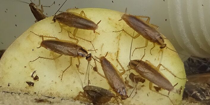 mehrere Deutsche Schaben fressen an einem Stück Apfel