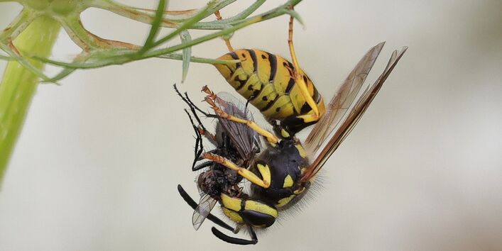 Wespe mit erbeuteter Fliege