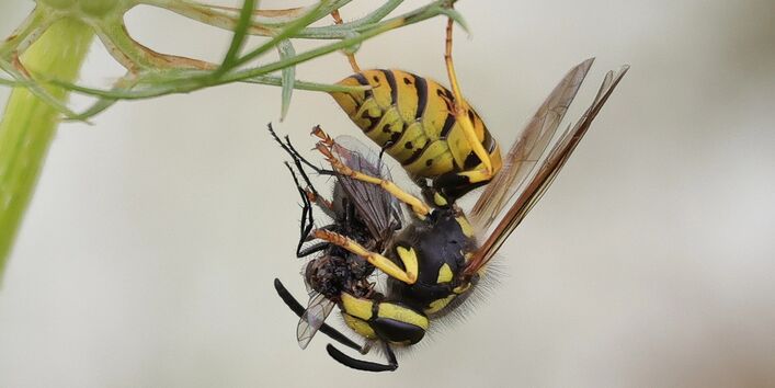 Deutsche Wespe mit erbeuteter Fliege