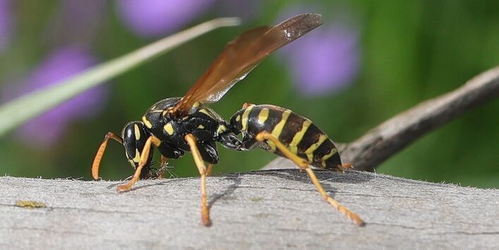 Hausfeldwespe auf einem Stück Holz