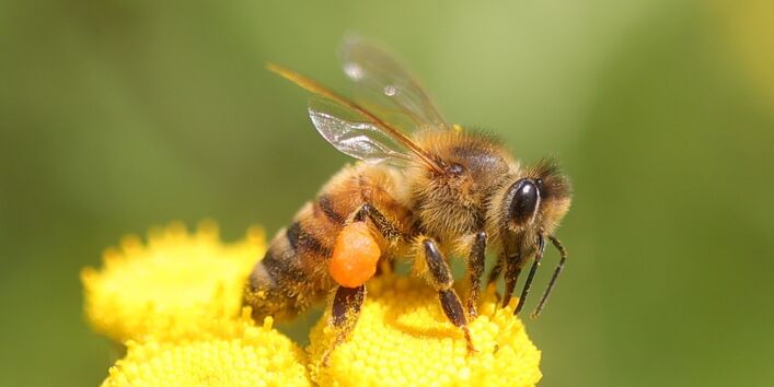 Honigbiene auf Blüte