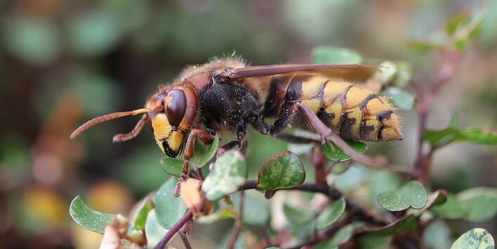 Hornisse auf einer Blume