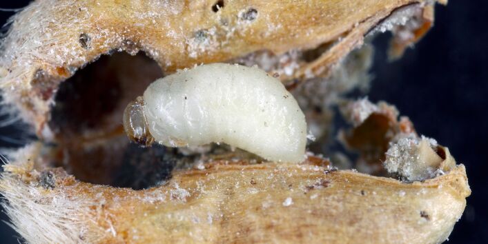 ausgehöhltes Korn mit Käferlarve