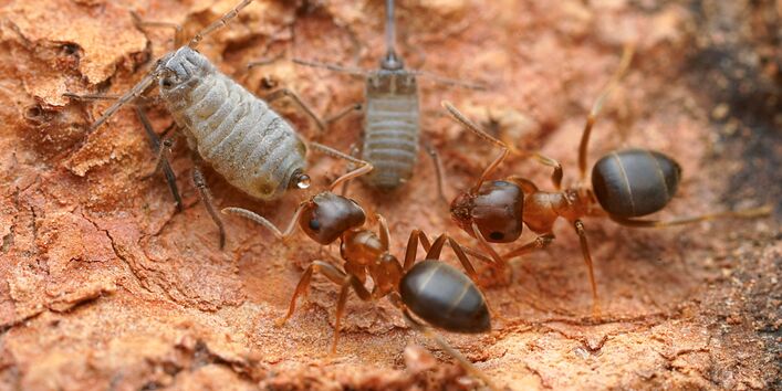 zu sehen sind zwei Braune Wegameisen zusammen mit zwei grauen Rindenläusen