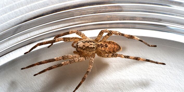 eine Spinne eingefangen mit einem Glas