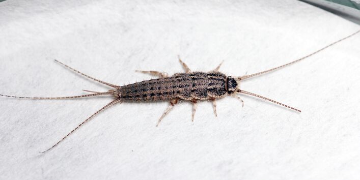 Ofenfischchen auf weißem Hintergrund