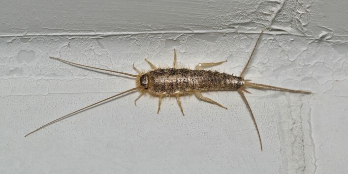 Papierfischchen sitzt auf einer weißen Wand