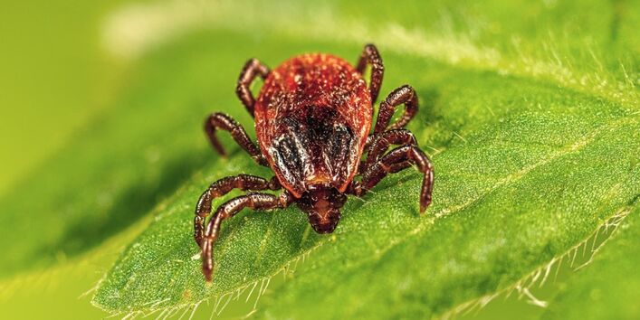 Braune Hundezecke auf einem grünen Blatt