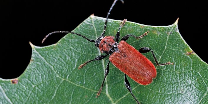ein auffallend roter Käfer, ein Roter Scheibenbock, sitzt auf einem grünen Blatt