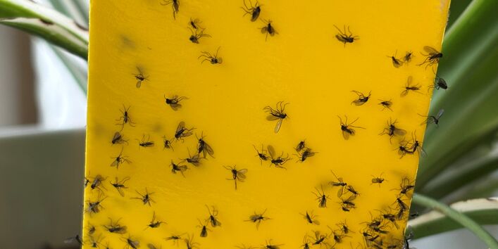 tote Trauermücken kleben an einer Gelbtafel, die in einem Blumentopf steckt