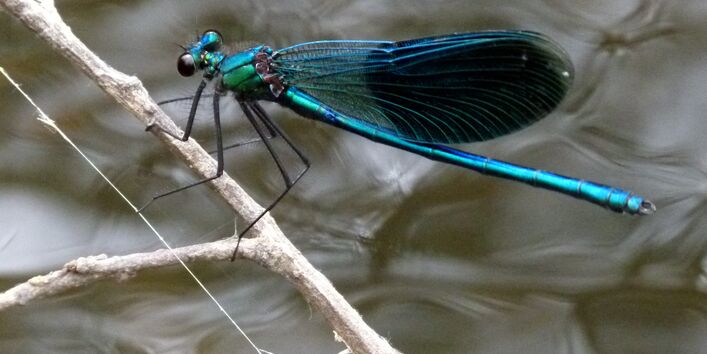 Nahaufnahme einer großen blau schimmernden Libelle