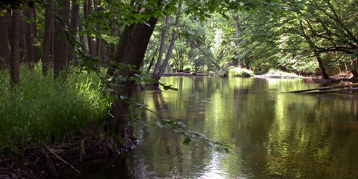 Ein breiter Flussabschnitt im Wald mit vielen hohen, grünen Laubbäumen am Ufer.
