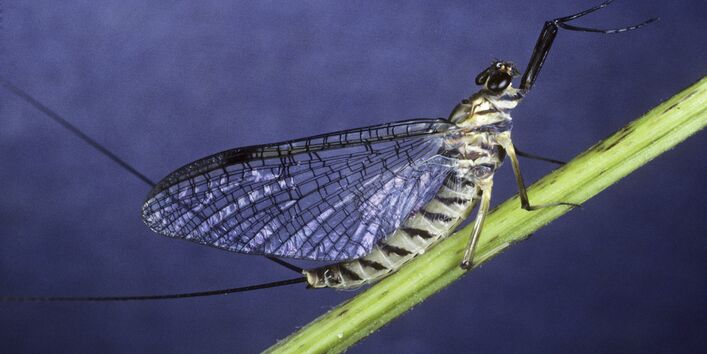 Größaufnahme einer Eintagsfliege, die auf einem grünem Halm sitzt. Die Fliege ist leicht schwarz-weiß gestreift und hat am hinteren Ende zwei lange Stacheln