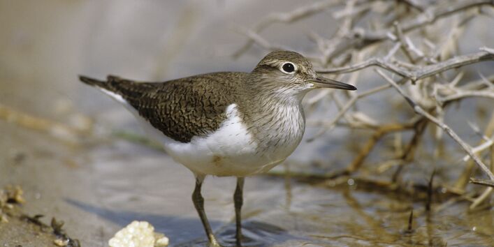 Großaufnahme eines Flussuferläufers mit weißem Bauch und braunen Flügeln,