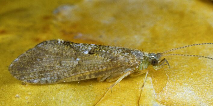 Nahaufnahme einer hellgrauen Köcherfliege, die auf einem gelben Stein sitzt