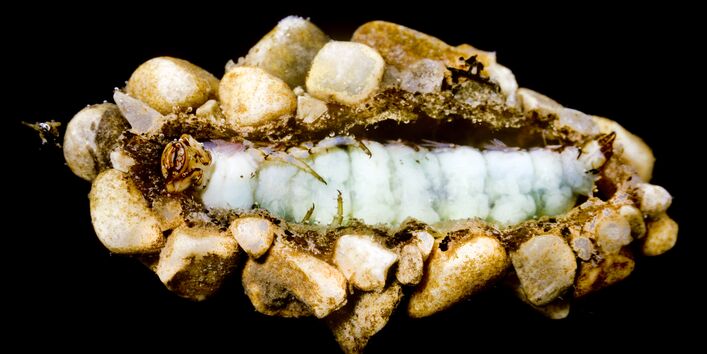 Die Puppe einer Köcherfliegenlarve, die mit kleinen Steinchen beklebt ist