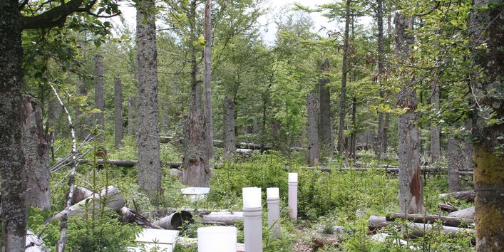 Fichte Verjüngungsaspekt nach Borkenkäfer