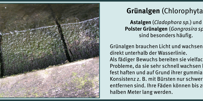Bewuchsorganismen Süßwasser: Grünalgen