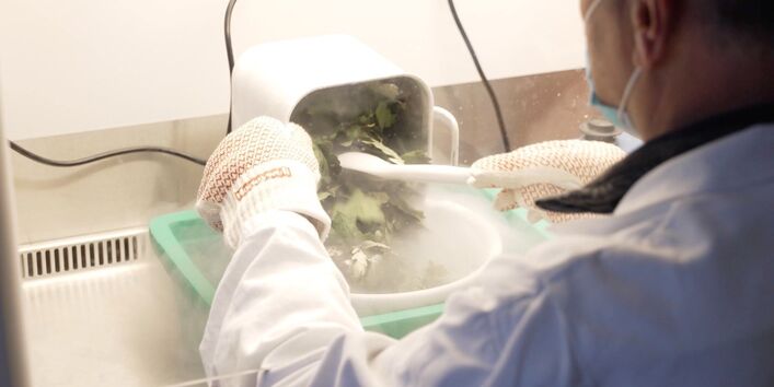 Blätter werden im Labor in einen Behälter geschüttet.