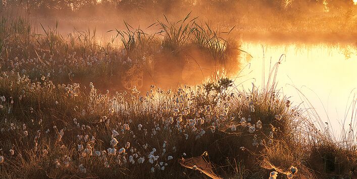 Moor mit Wasser und Pflanzen bei Sonnenaufgang