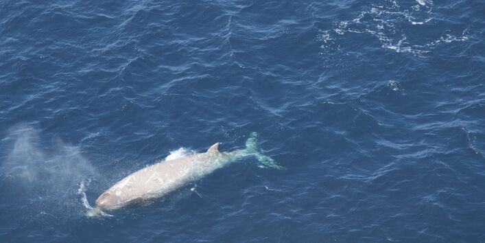 Ein Südlicher Entenwal durchstößt die Wasseroberfläche und stößt Blas, also Atemluft aus. 