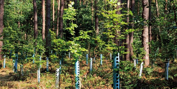 The picture shows young beech tree trunks enveloped in individual tree guards for protection from frass. A dense coniferous forest is visible in the background. 