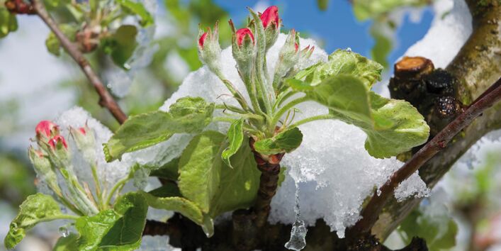 The picture shows apple blossoms covered in frost. 