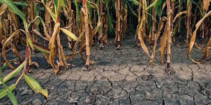 The picture shows a sectional view of a maize field with desiccated parts of plants and bare ground. Cracked soil is visible in between the plants. 