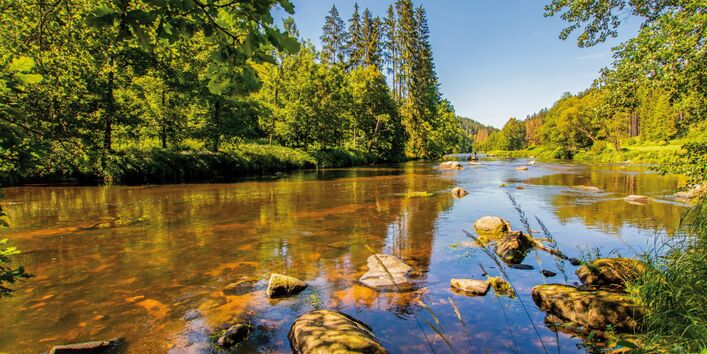 The picture shows a shallow, slow-flowing watercourse in sunny weather and a cloudless sky. Through the clear, reddish-brown shimmering water, the stony bed of the river is visible; some of the stones project beyond the surface of the water. The banks are lined by mixed woodland. 