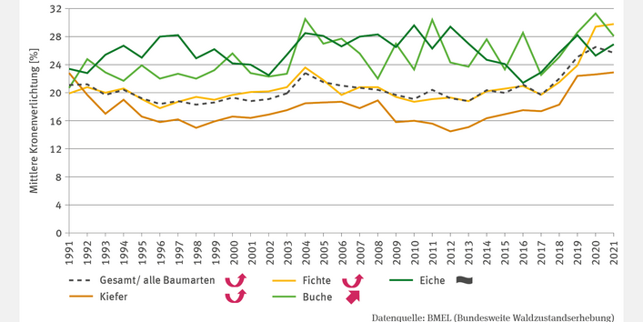 Das Liniendiagramm FW-I-3 "Waldzustand" zeigt die mittlere Kronenverlichtung in Prozent für Fichte, Eiche, Kiefer, Buche und alle Baumarten von 1991 bis 2021. Die Verlichtung schwankt bei Buche und Eiche stärker als bei Kiefer und Fichte. Mit Ausnahme der Eiche, bei der kein klarer Trend erkennbar ist, nahm die Verlichtung signifikant zu. 2021 lag sie je nach Baumart zwischen 23 % (Kiefer) und 30 % (Fichte).