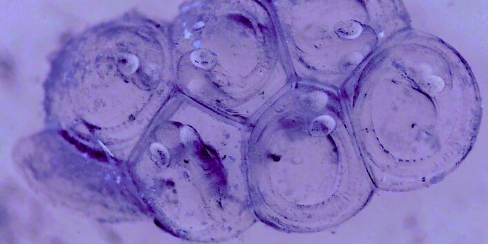 Das Bild zeigt Heringslaich. Zu sehen sind sechs aneinander haftende, durchsichtige Eier mit Larven darin.