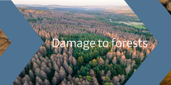 A climate impact chain is shown. A lack of water in the soil leads to damage to forests and consequently to falling timber yields and the loss of recreational function.