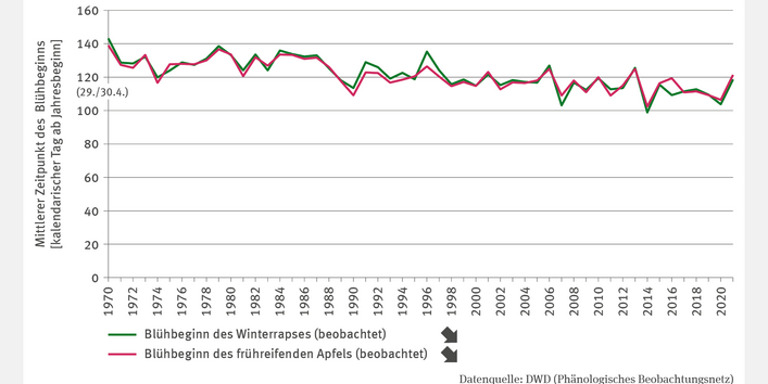 Das Liniendiagramm LW-I-1 "Verschiebungen agrarphänologischer Phasen" zeigt den mittleren Blühbeginn von Winterraps und frühreifendem Apfel als kalendarischen Tag ab Jahresbeginn für den Zeitraum 1970 bis 2021. Beide Zeitreihen weisen einen signifikant fallenden Trend mit jährlichen Schwankungen auf. Während der Blühbeginn 1970 noch um den 140. Tag des Jahres lag, fiel er 2021 auf etwa den 120. Tag, entsprechend dem 30. April beziehungsweise dem 29. April in Schaltjahren.