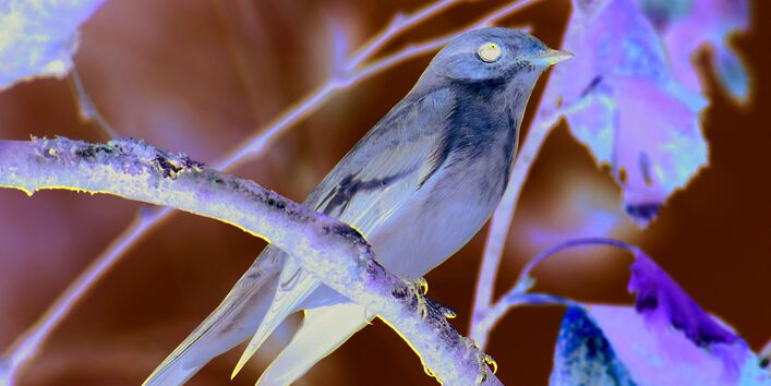 Das Bild zeigt einen Trauerschnäpper, der auf einem Zweig sitzt.