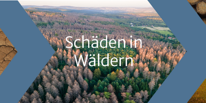 Gezeigt wird eine Klimawirkungskette. Wassermangel im Boden führt zu Schäden an Wäldern und folglich zu sinkenden Holzerträgen und einer Beeinträchtigung der Erholungsfunktion.