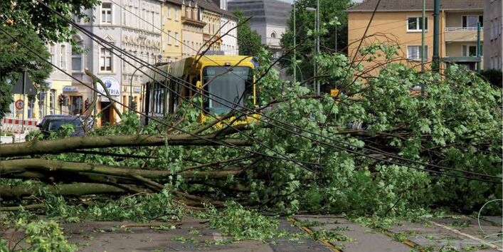 BaumAdapt - Titelbild des Handlungsleitfadens mit umgestürztem Baum
