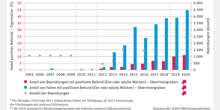 Die Grafik „Überträger von Krankheitserregern – Fallstudie“ zeigt den Anteil positiver Tigermückenbefunde (Eier oder adulte Mücken) im Oberrheingraben 2005–2021. Säulen zeigen Prozente positiver Befunde, Punkte die Beprobungsanzahl. Methodische Brüche: 2010/2011 keine Daten, ab 2012 andere Fallentypen, 2018 neues Monitoring. Ab 2012 stiegen Befunde stetig. 2020: knapp 45 % positive Fallen, über 10 % positive Beprobungen. Rund 2.500 Beprobungen jährlich 2018–2020. Trends klar steigend.