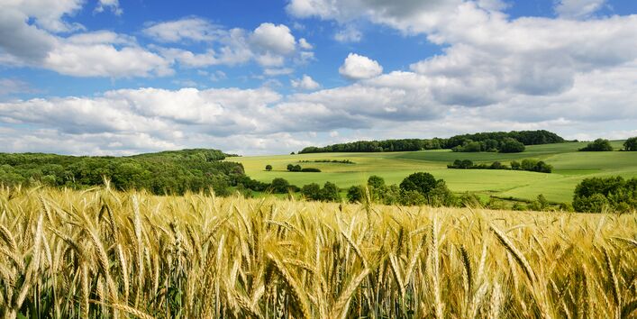 Ein Naturfoto mit Landschaft bei Eiweiler. Zu sehen ein Feld im Sommer.
