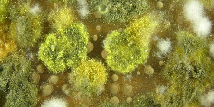 Vergrößerte Aufnahme eines Schimmelpilz mit Sporen