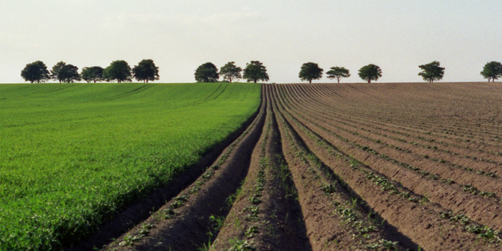 Agrarprodukte beanspruchen Fläche im In- und Ausland