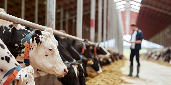 Foto von Rindern in einem Stall. Mensch im Hintergrund zu sehen.