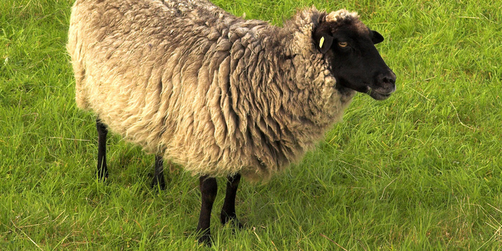 Ein Schaf mit schwarzem Kopf und schwarzen Beinen, roter Farbfleck